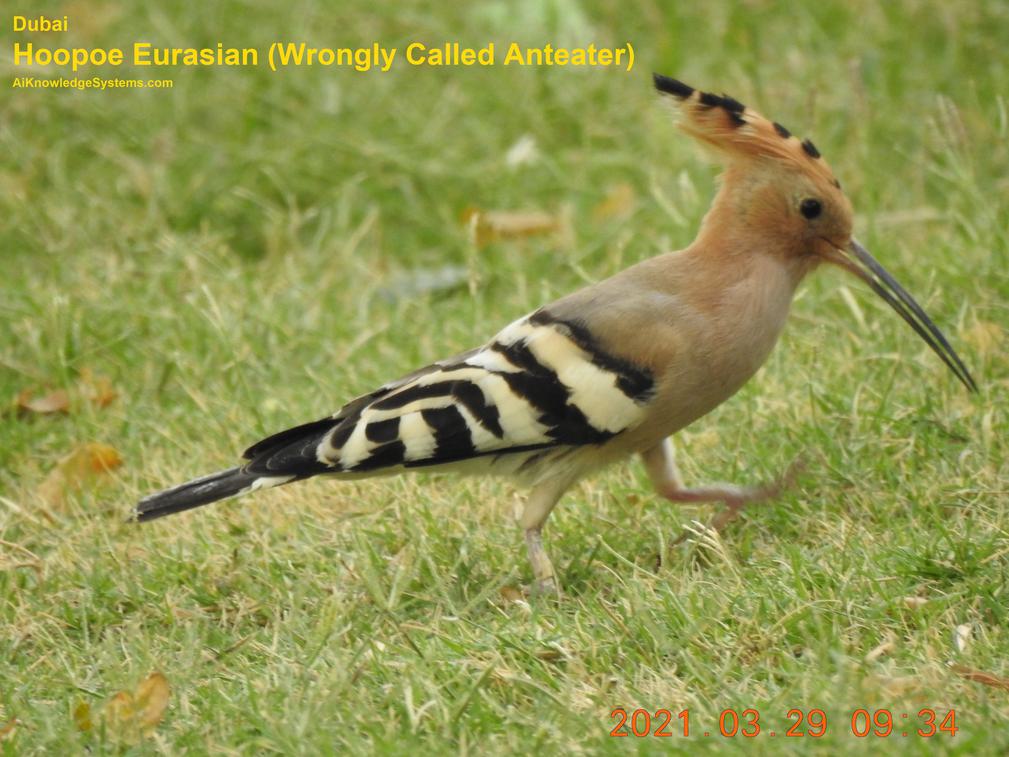 Hoopoe Eurasian (2) Coming Soon